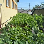 Casuta Galbena * ブカレスト
