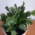 Casuta Galbena Апартаменти