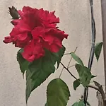 アパート Casuta Galbena