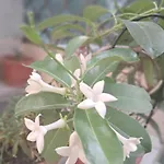Casuta Galbena ブカレスト