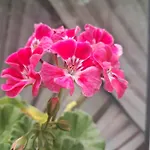 Casuta Galbena Бухарест