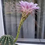 Casuta Galbena