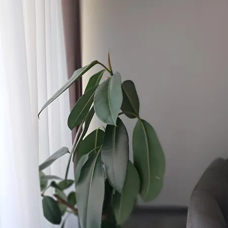 Casuta Galbena * Bükreş