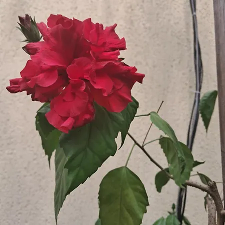 Apartmán Casuta Galbena