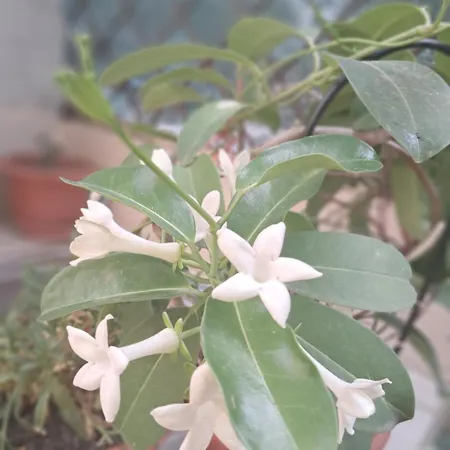 Casuta Galbena Βουκουρέστι