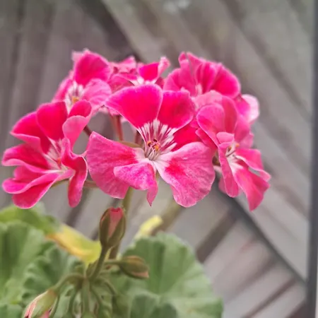 Casuta Galbena Bükreş