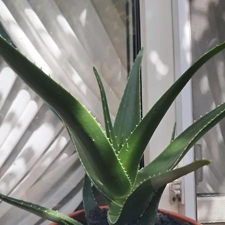 Apartmán Casuta Galbena Bukurešť