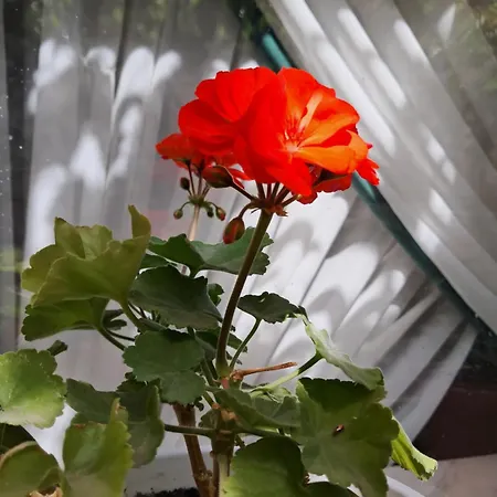 Casuta Galbena Apartmán Bukurešť