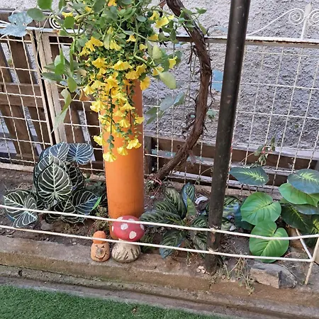 Casuta Galbena Daire *