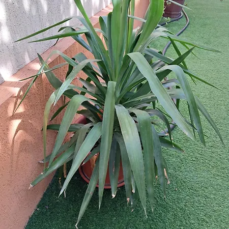 Apartmán Casuta Galbena