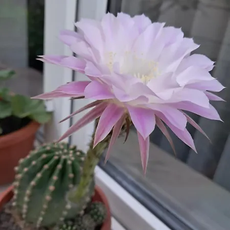 Διαμέρισμα Casuta Galbena