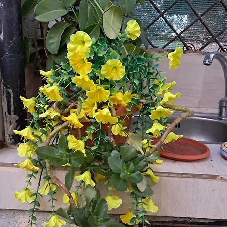 Daire Casuta Galbena Bükreş