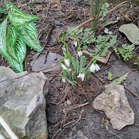 Casuta Galbena Apartmán *