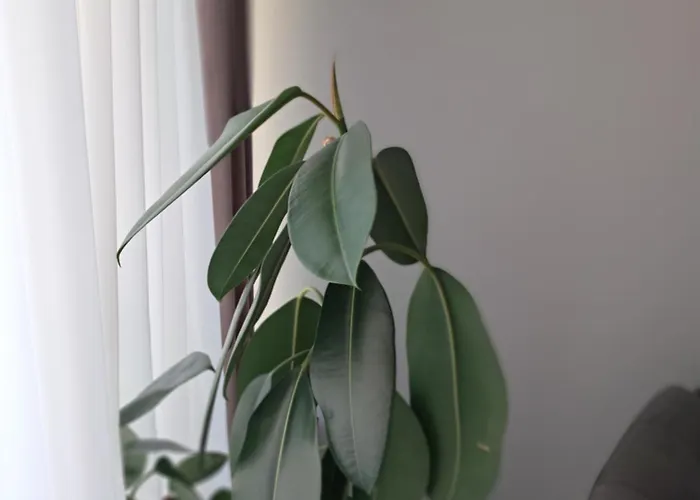 Căsuța Galbenă * Bucureşti