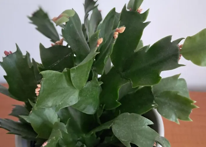 Casuta Galbena 아파트