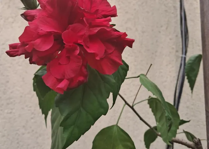 아파트 Casuta Galbena