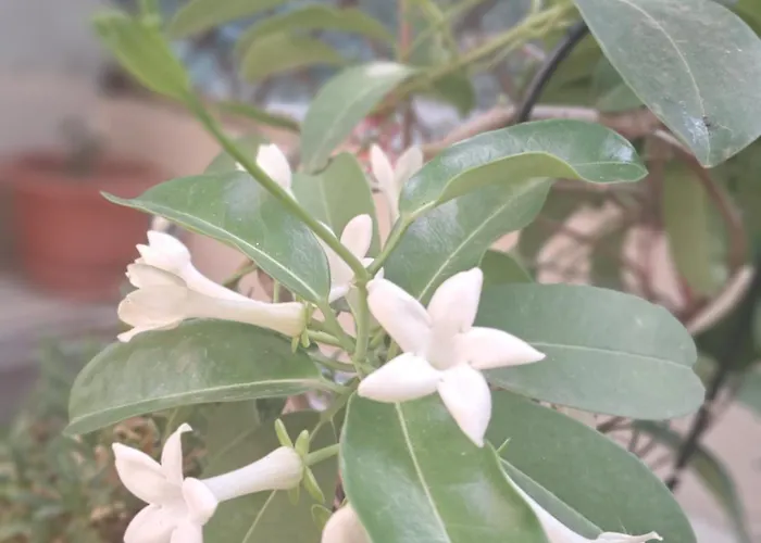 Casuta Galbena 부쿠레슈티