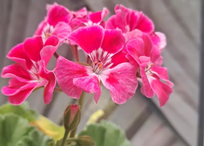 Casuta Galbena Бухарест