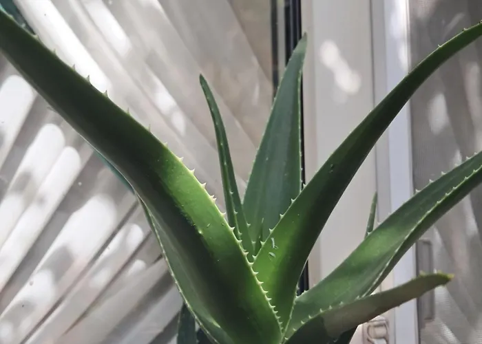 Апартаменты Casuta Galbena Бухарест