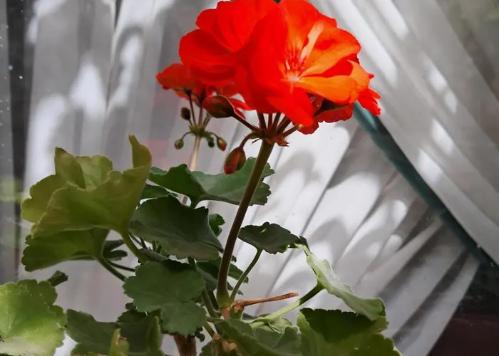 Casuta Galbena 아파트 부쿠레슈티