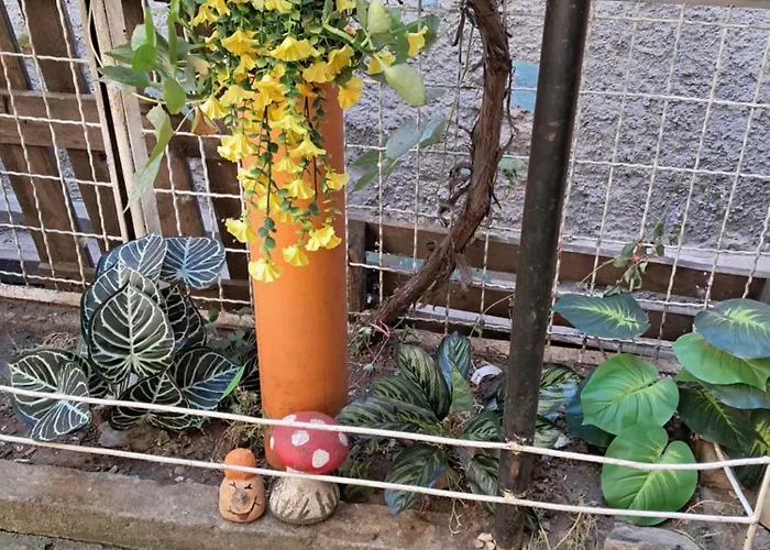 Casuta Galbena 아파트 *