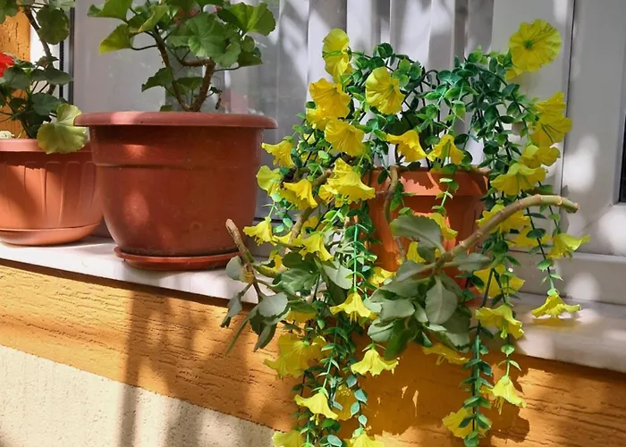 Apartament Căsuța Galbenă *