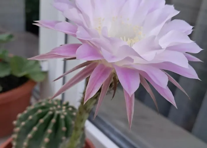 아파트 Casuta Galbena