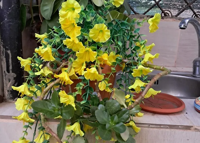 아파트 Casuta Galbena 부쿠레슈티