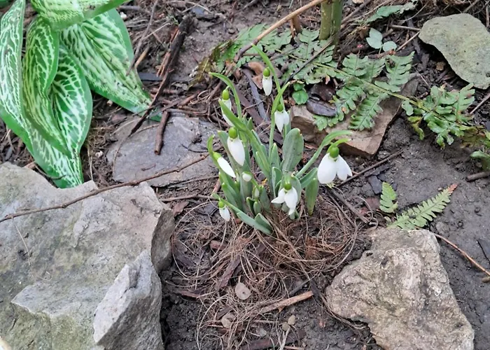 Casuta Galbena Апартаменты *