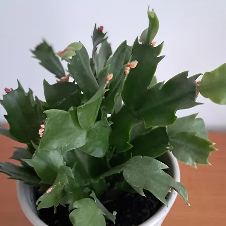 Casuta Galbena Appartement