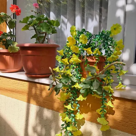 Appartement Casuta Galbena *