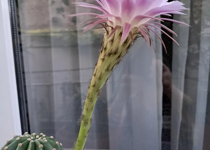 Casuta Galbena